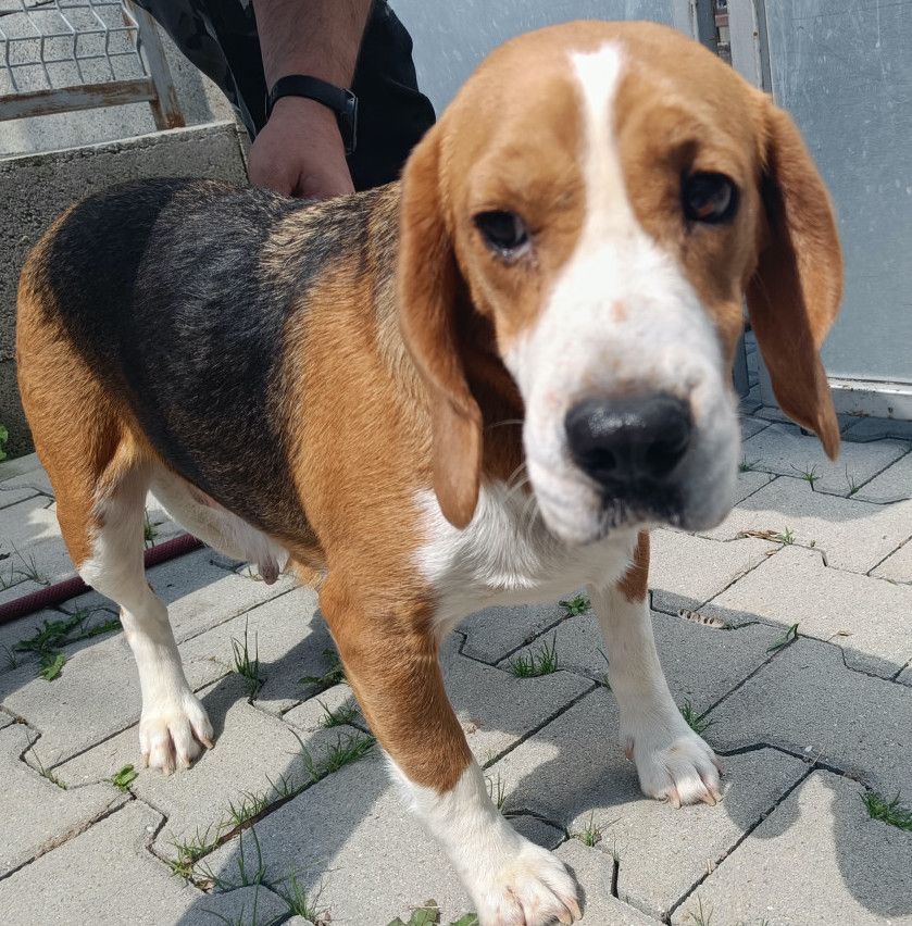 Lara (SK), Hündin, 5 Jahre