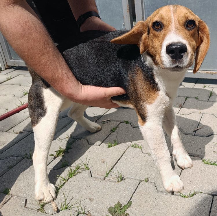 Lorenz (SK), Rüde, 3 Jahre