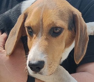 Lorenz (SK), Rüde, 3 Jahre