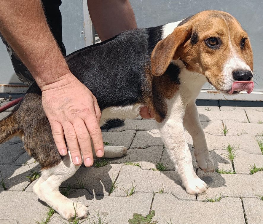 Lorenz (SK), Rüde, 3 Jahre