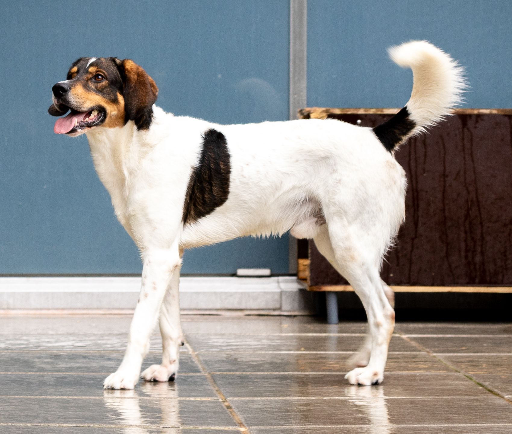 Xeron, Rüde, 6 Jahre