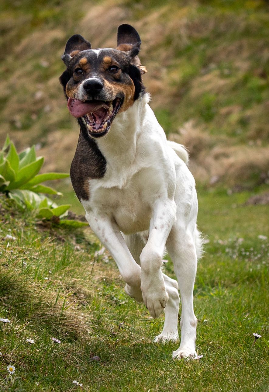 Xeron, Rüde, 6 Jahre