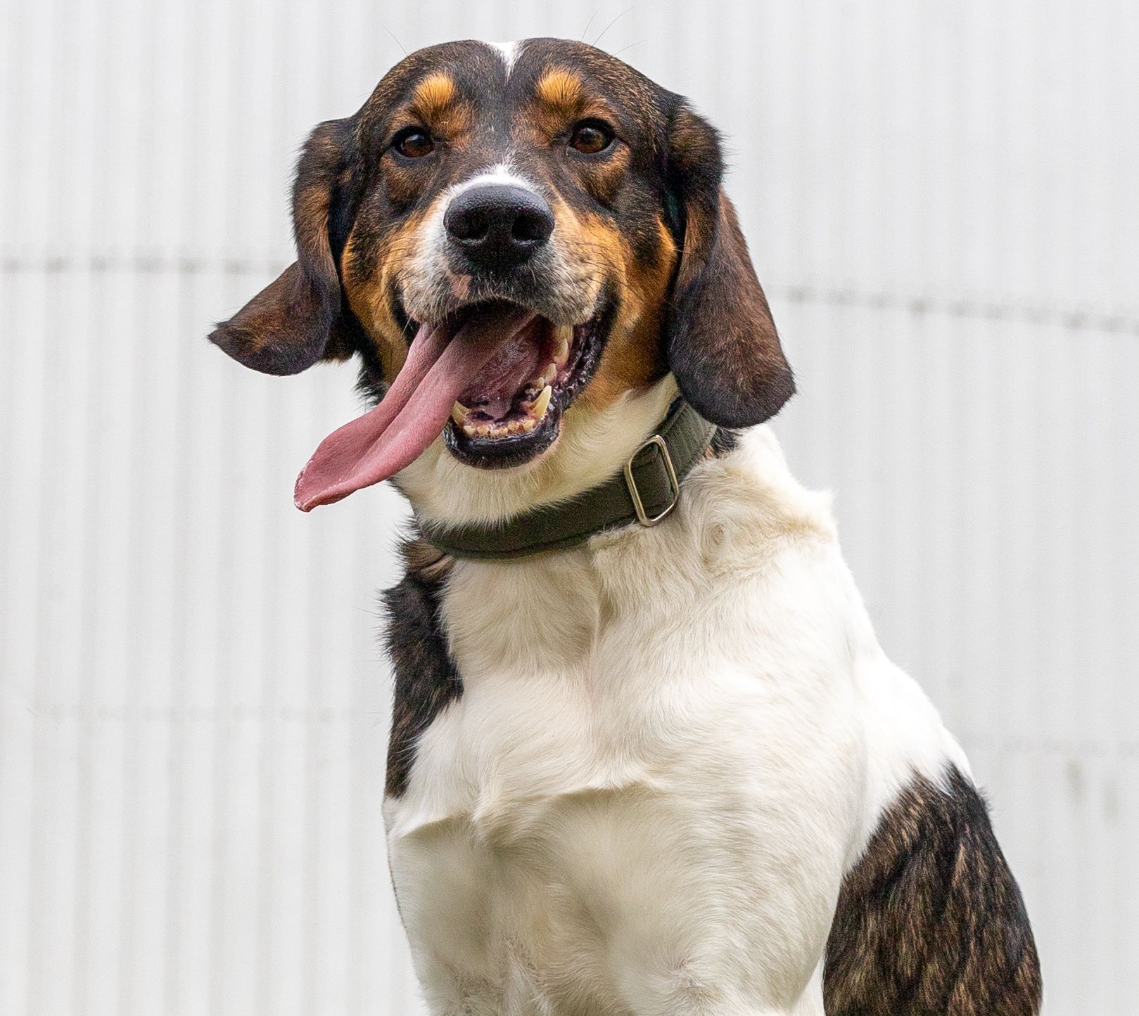 Xeron, Rüde, 6 Jahre