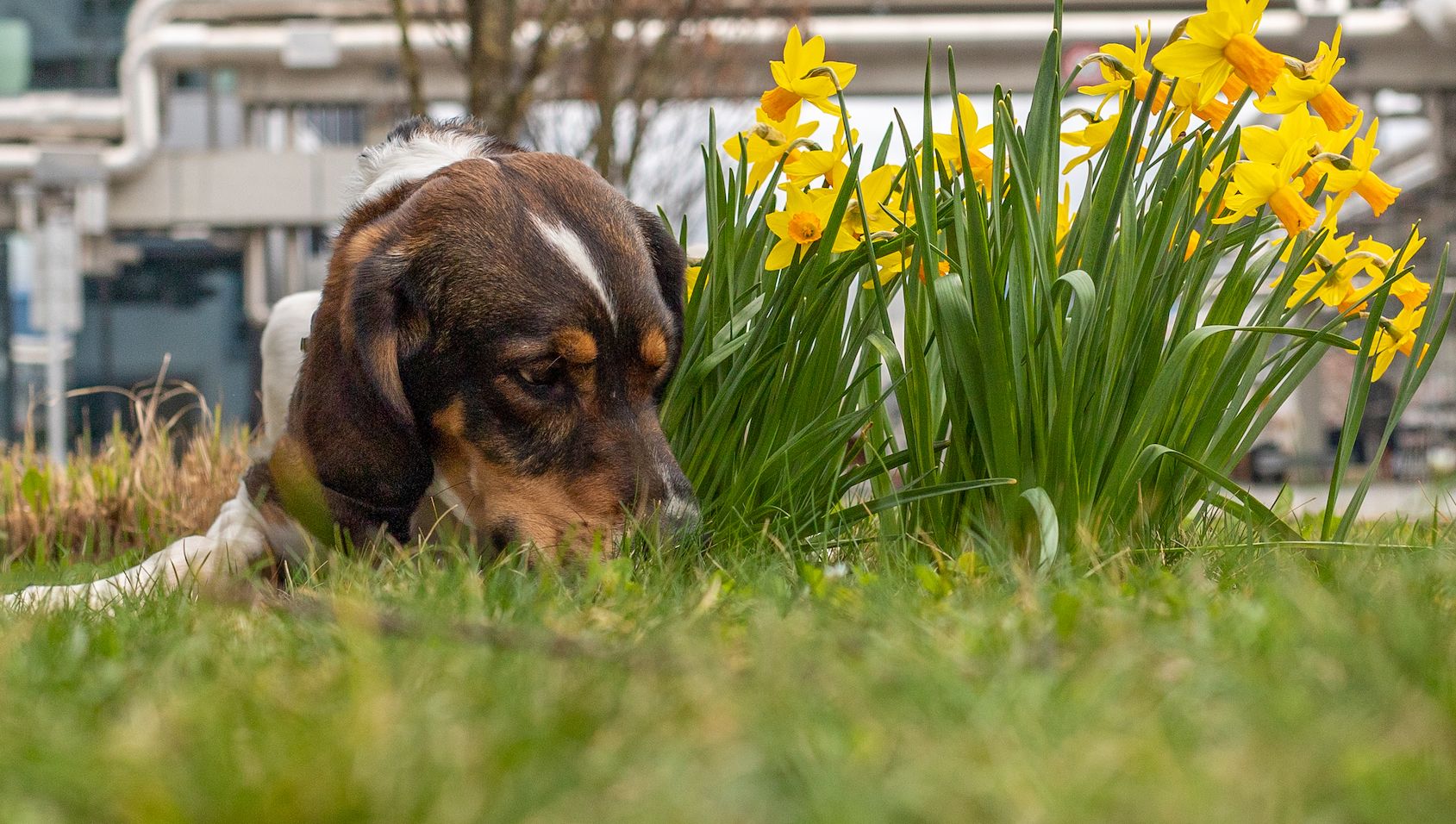 Xeron, Rüde, 6 Jahre