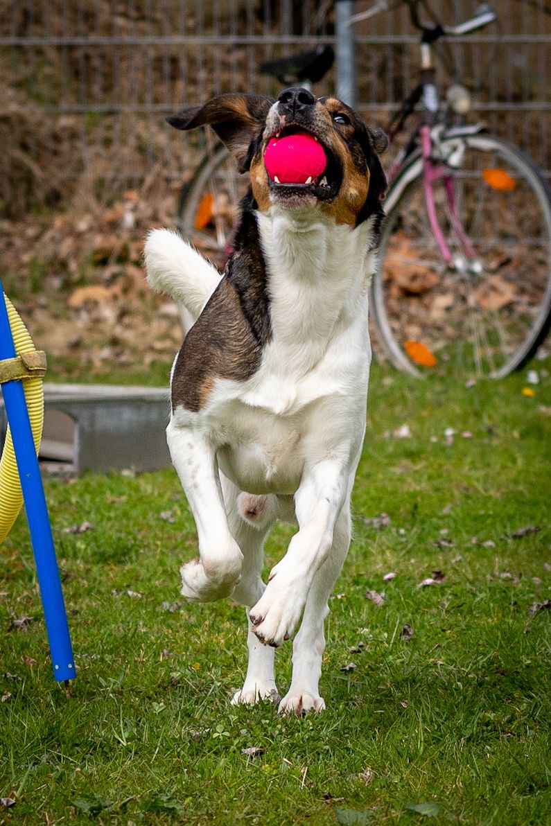 Xeron, Rüde, 6 Jahre