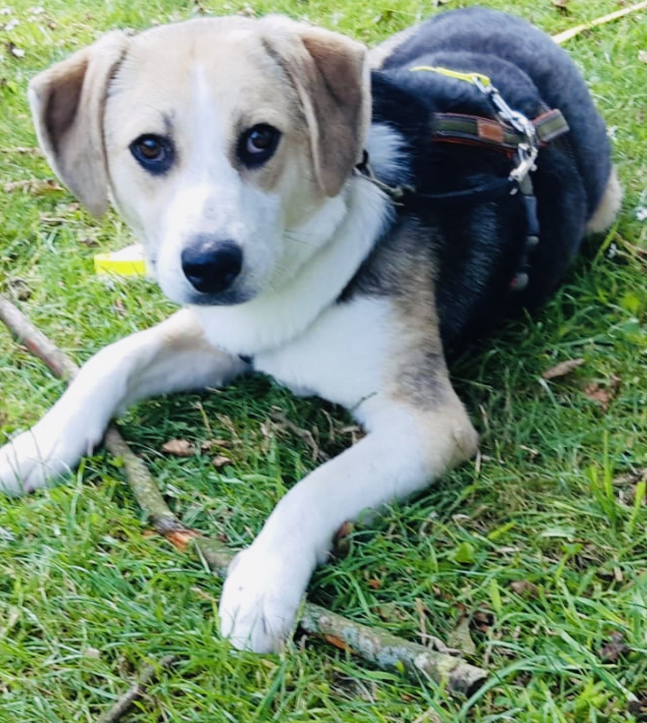 Flo (RO), Hündin, 3 Jahre