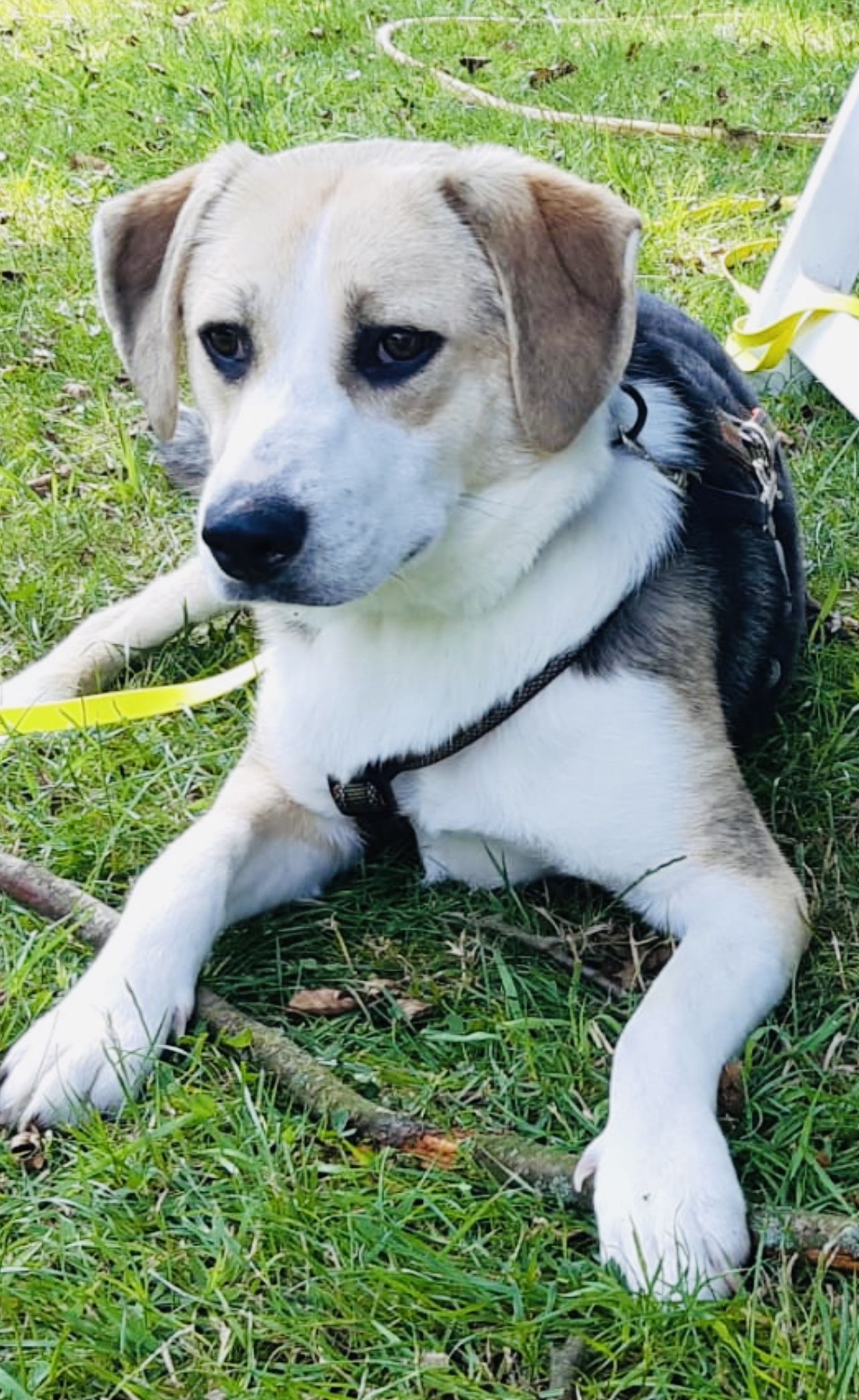 Flo (RO), Hündin, 3 Jahre