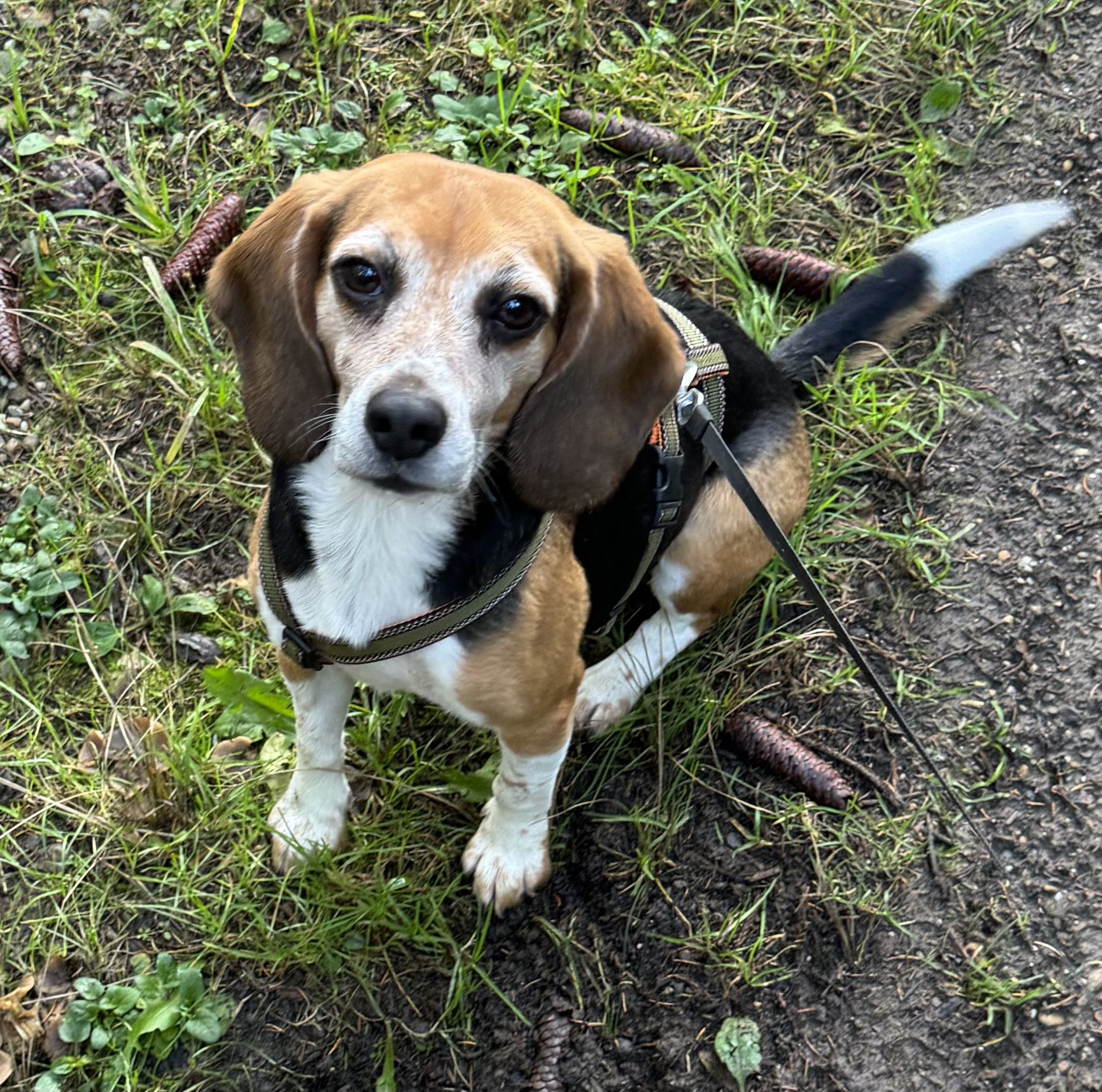 Kiki ehem. Marie, Hündin, 6 Jahre