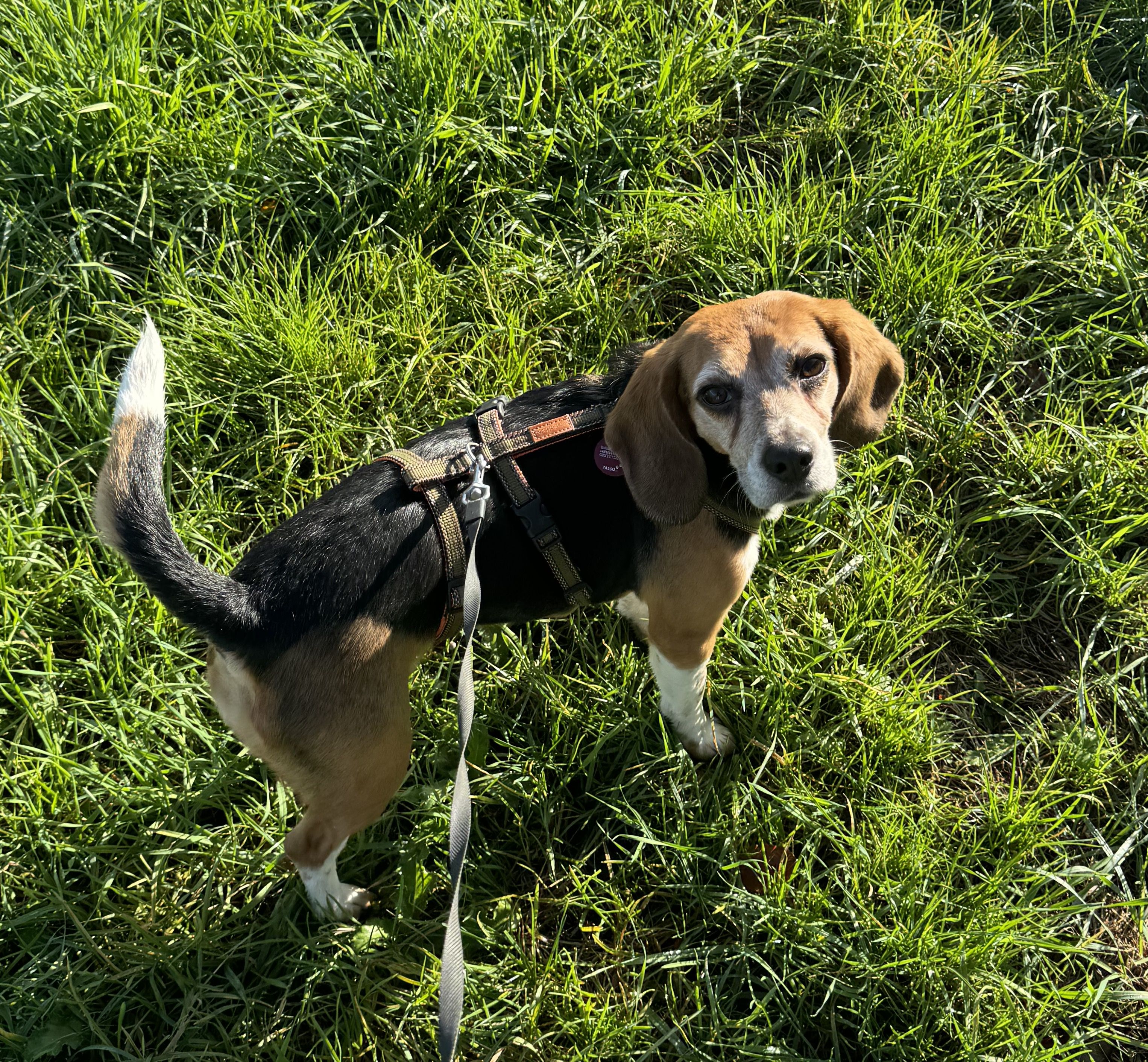 Kiki ehem. Marie, Hündin, 6 Jahre