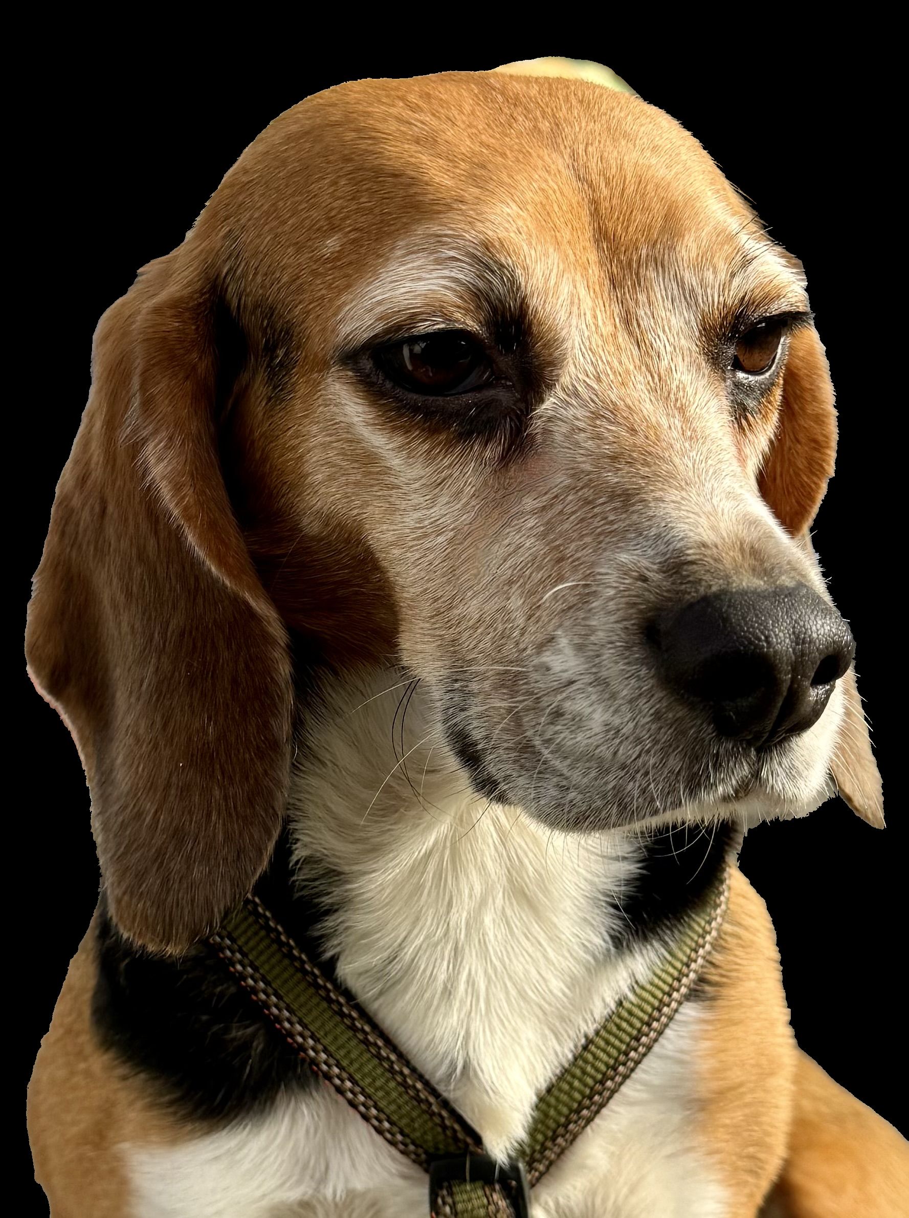 Kiki ehem. Marie, Hündin, 6 Jahre