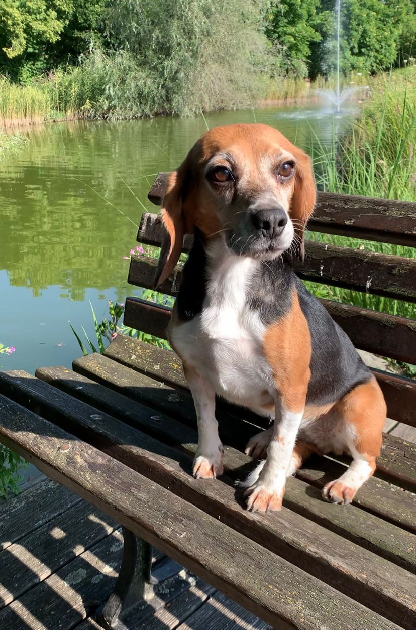 Kiki ehem. Marie, Hündin, 6 Jahre