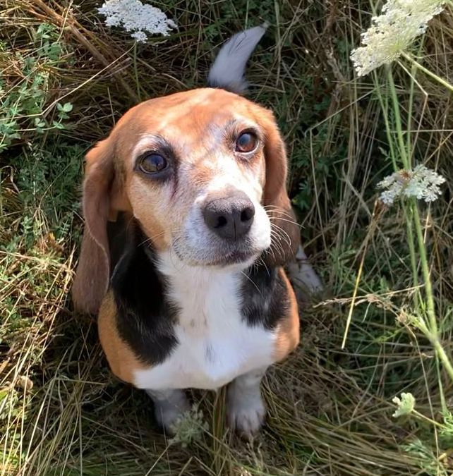 Kiki ehem. Marie, Hündin, 6 Jahre