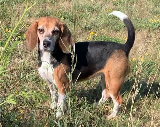 Kiki ehem. Marie, Hündin, 6 Jahre