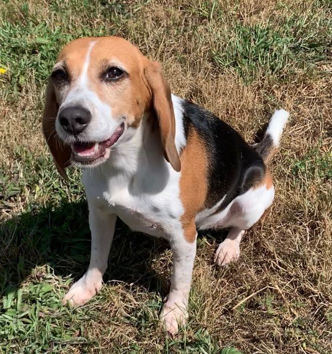 Ramina, Hündin, 6 Jahre