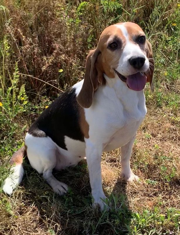 Sally, Hündin, 6 Jahre