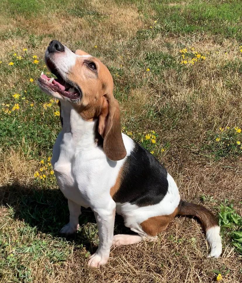 Sally, Hündin, 6 Jahre