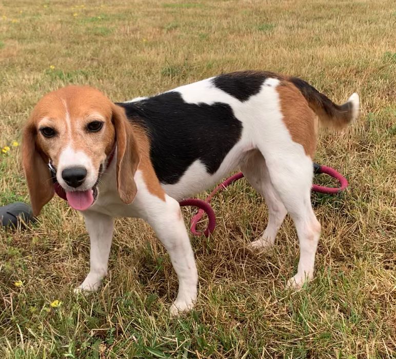 Susi, Hündin, 6 Jahre