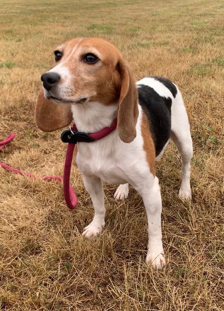 Susi, Hündin, 6 Jahre