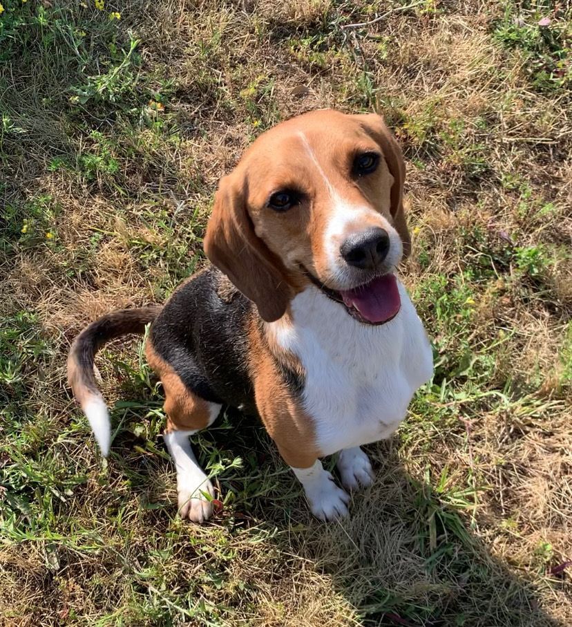 Anton, Rüde, 7 Jahre