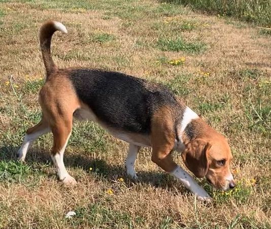 Anton, Rüde, 7 Jahre