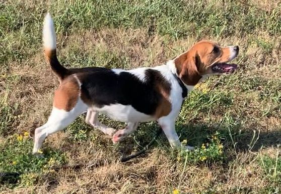 Candy, Hündin, 7 Jahre