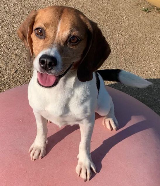 Candy, Hündin, 7 Jahre