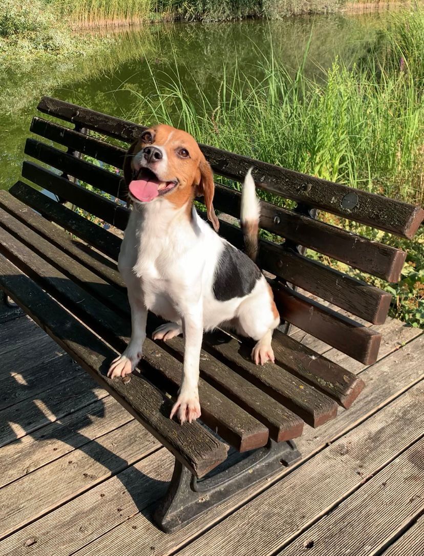 Candy, Hündin, 7 Jahre