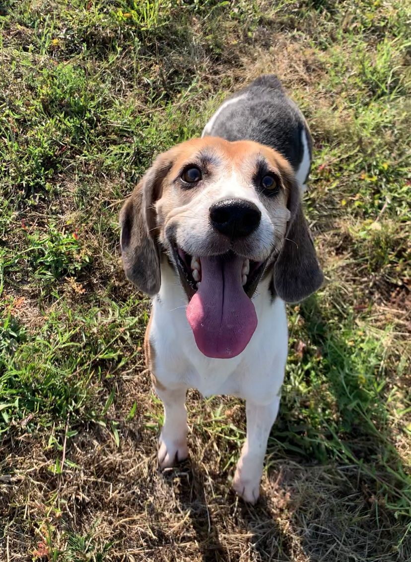 Karlson ehem. Harry, Rüde, 7 Jahre