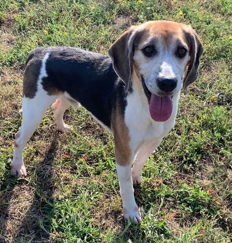 Karlson ehem. Harry, Rüde, 7 Jahre