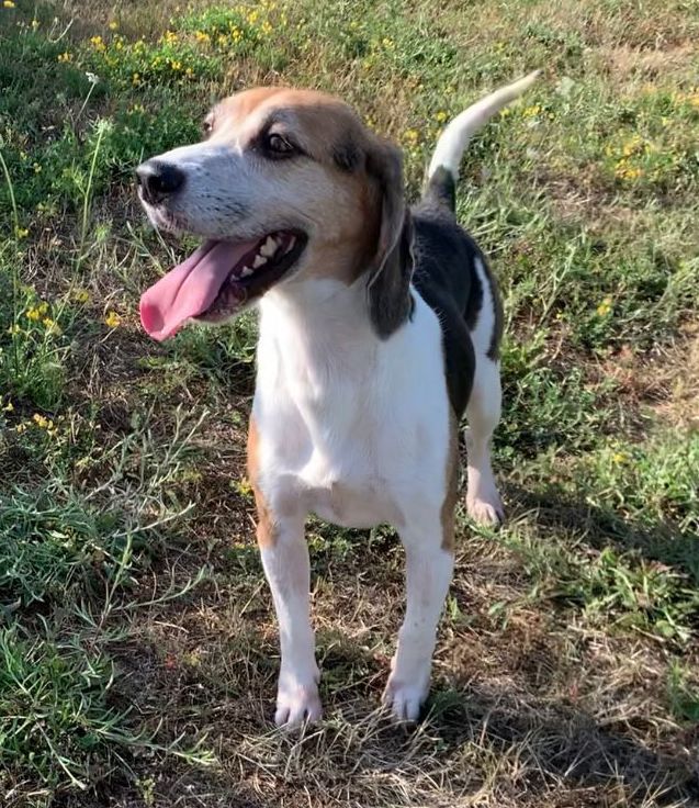 Karlson ehem. Harry, Rüde, 7 Jahre