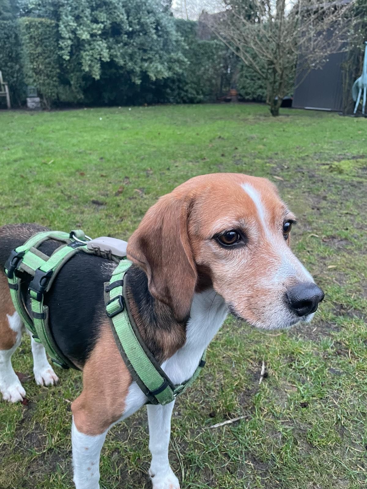 Fiete, Rüde, 7 Jahre