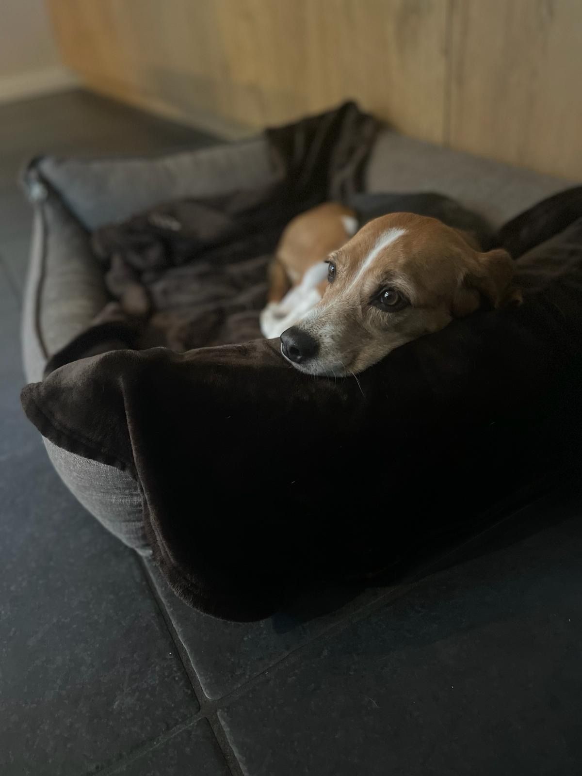 Fiete, Rüde, 7 Jahre