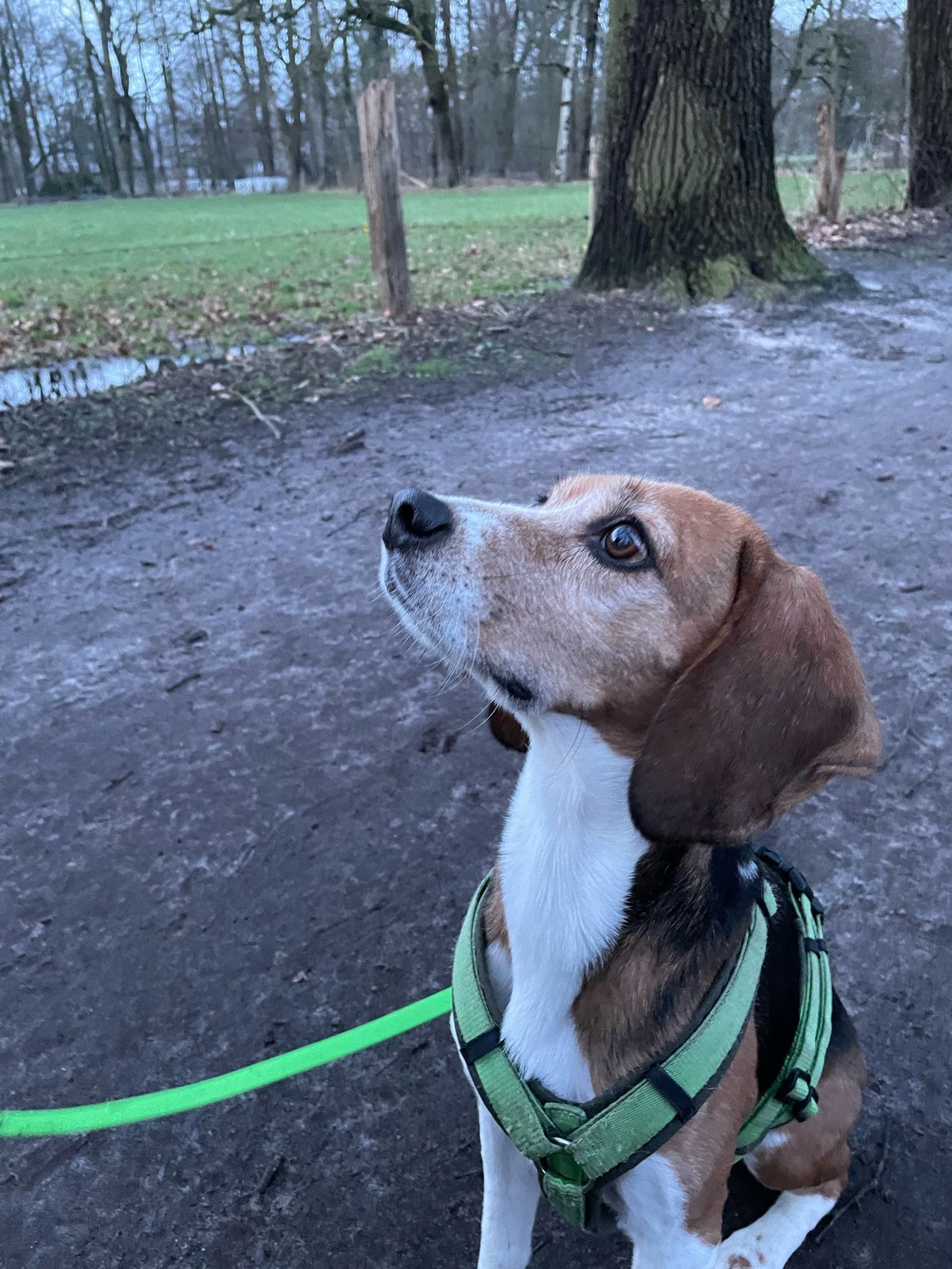 Fiete, Rüde, 7 Jahre