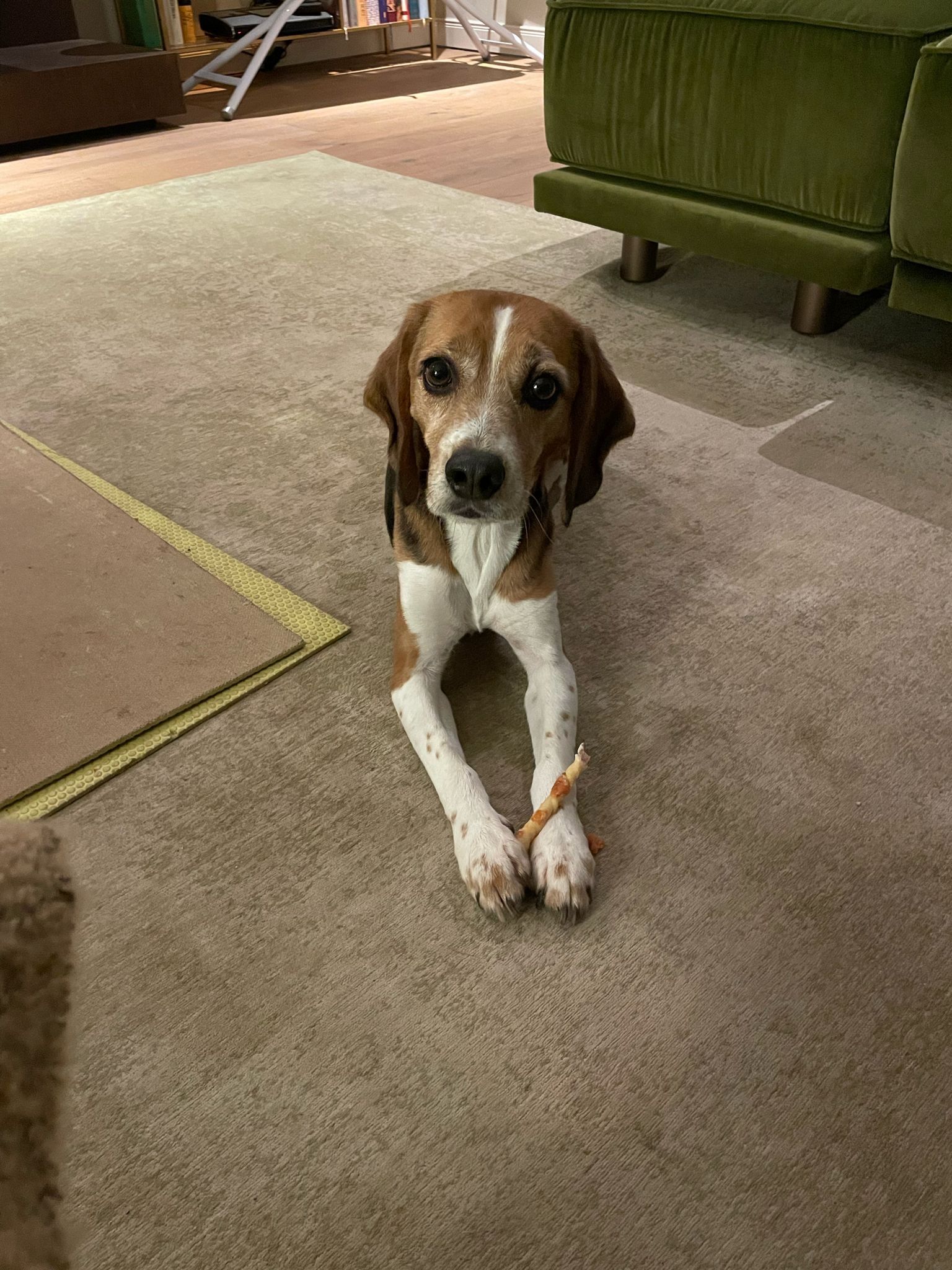 Fiete, Rüde, 7 Jahre