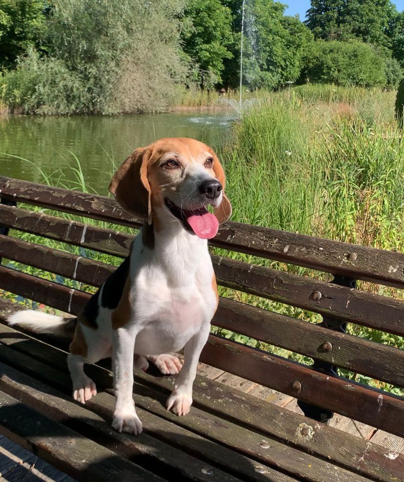 Muffin, Rüde, 7 Jahre