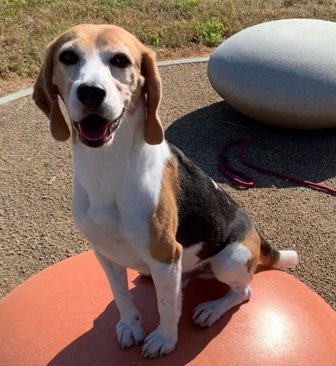 Muffin, Rüde, 7 Jahre