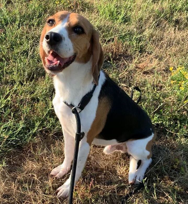 Cooper ehem. Spotty, Rüde, 7 Jahre