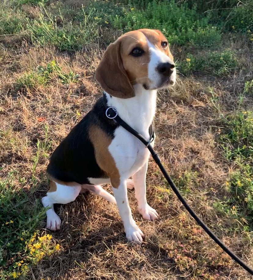 Cooper ehem. Spotty, Rüde, 7 Jahre