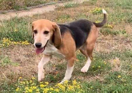 Simba, Rüde, 6 Jahre