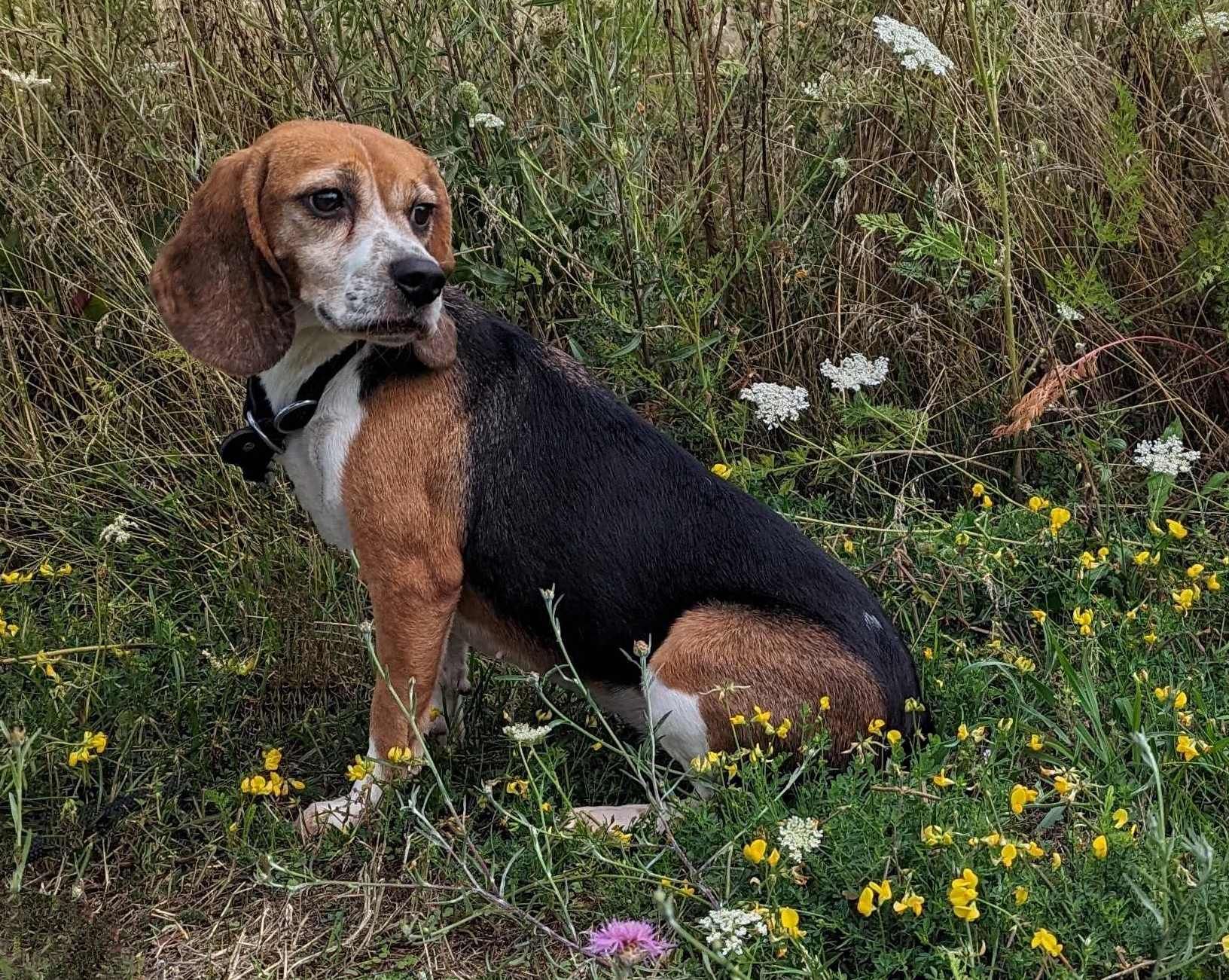 Cookie, Hündin, 7 Jahre