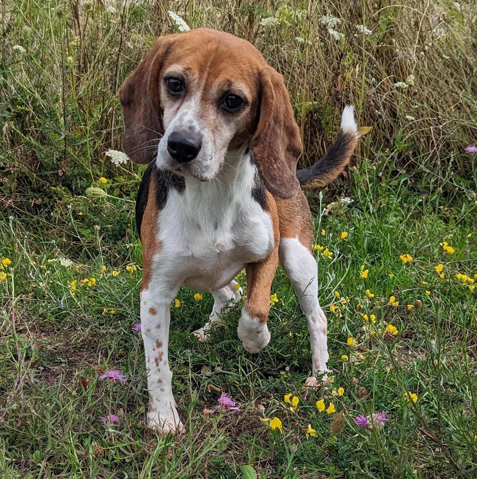 Cookie, Hündin, 7 Jahre