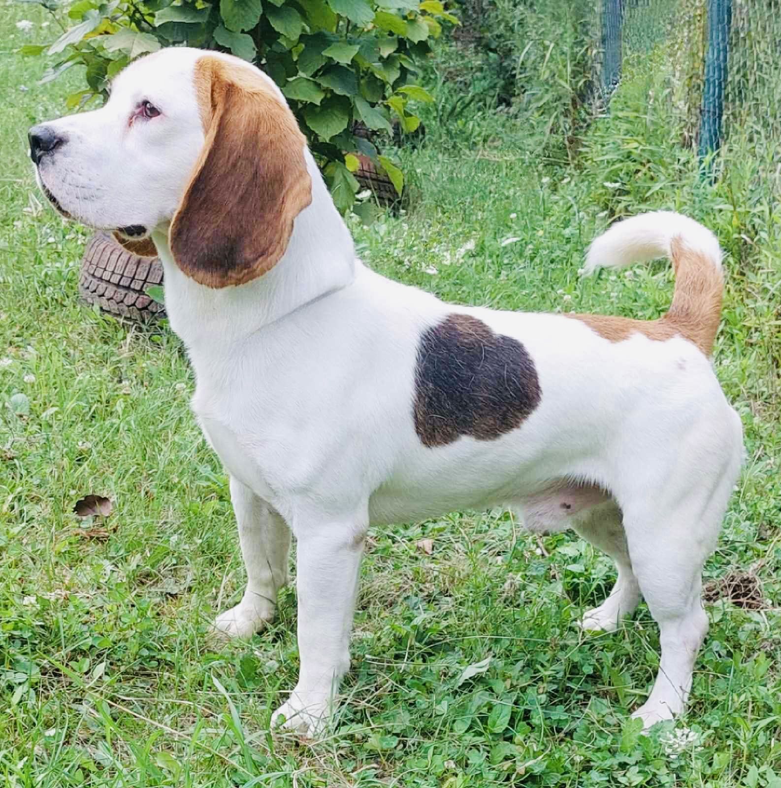 Stitch (SRB), Rüde, 3 Jahre