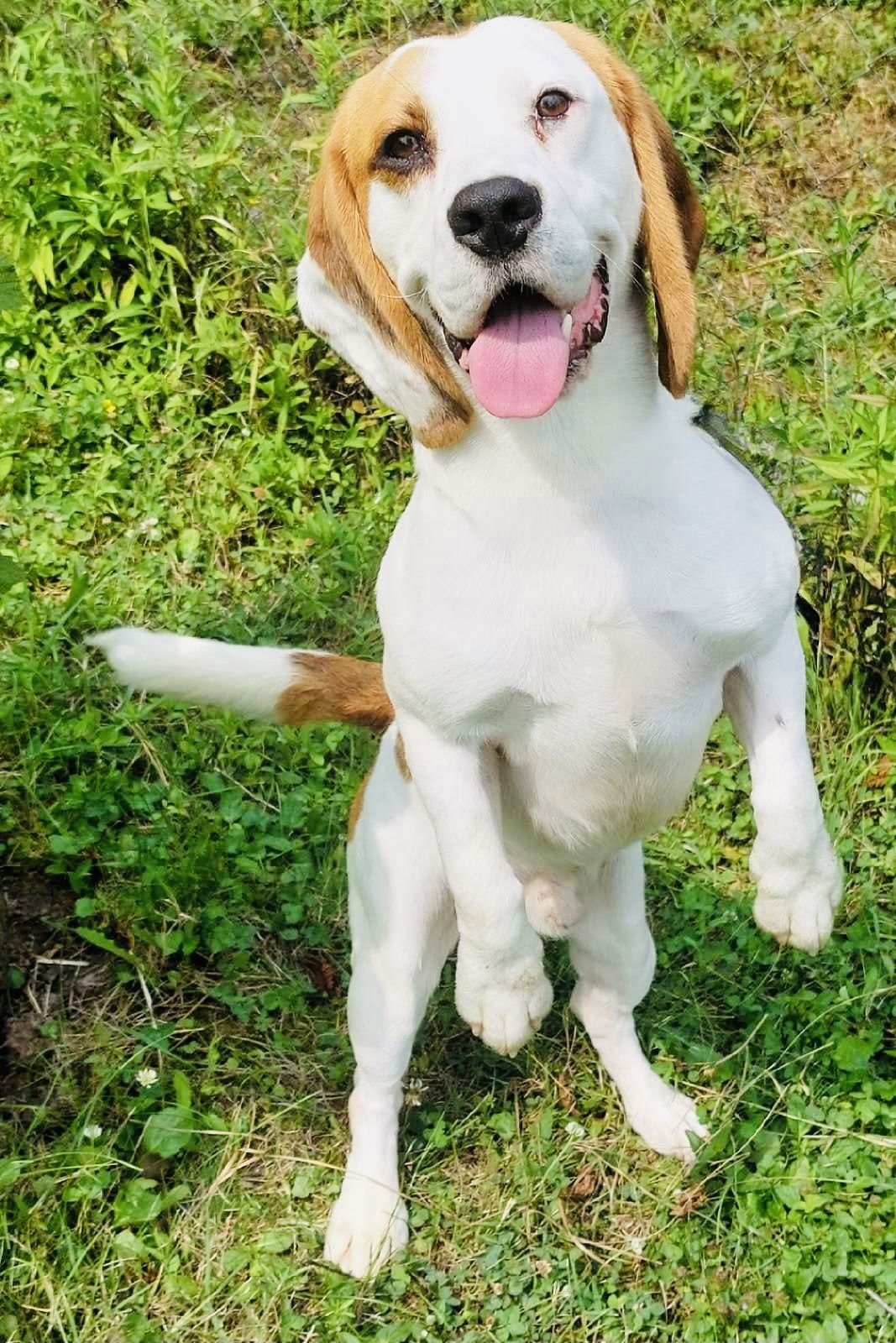 Stitch (SRB), Rüde, 3 Jahre