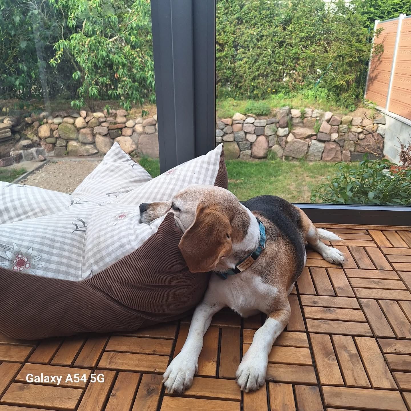 Baloony, Rüde, 5 Jahre