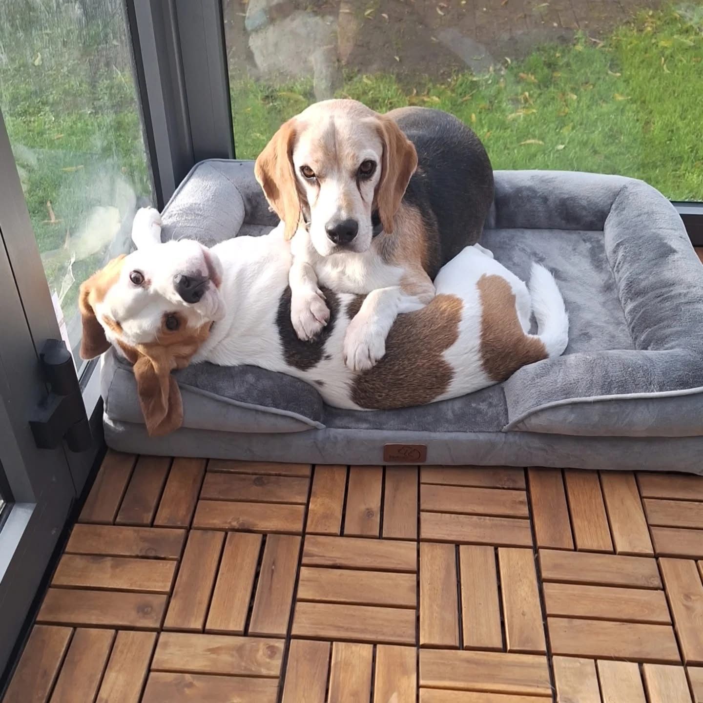 Baloony, Rüde, 5 Jahre