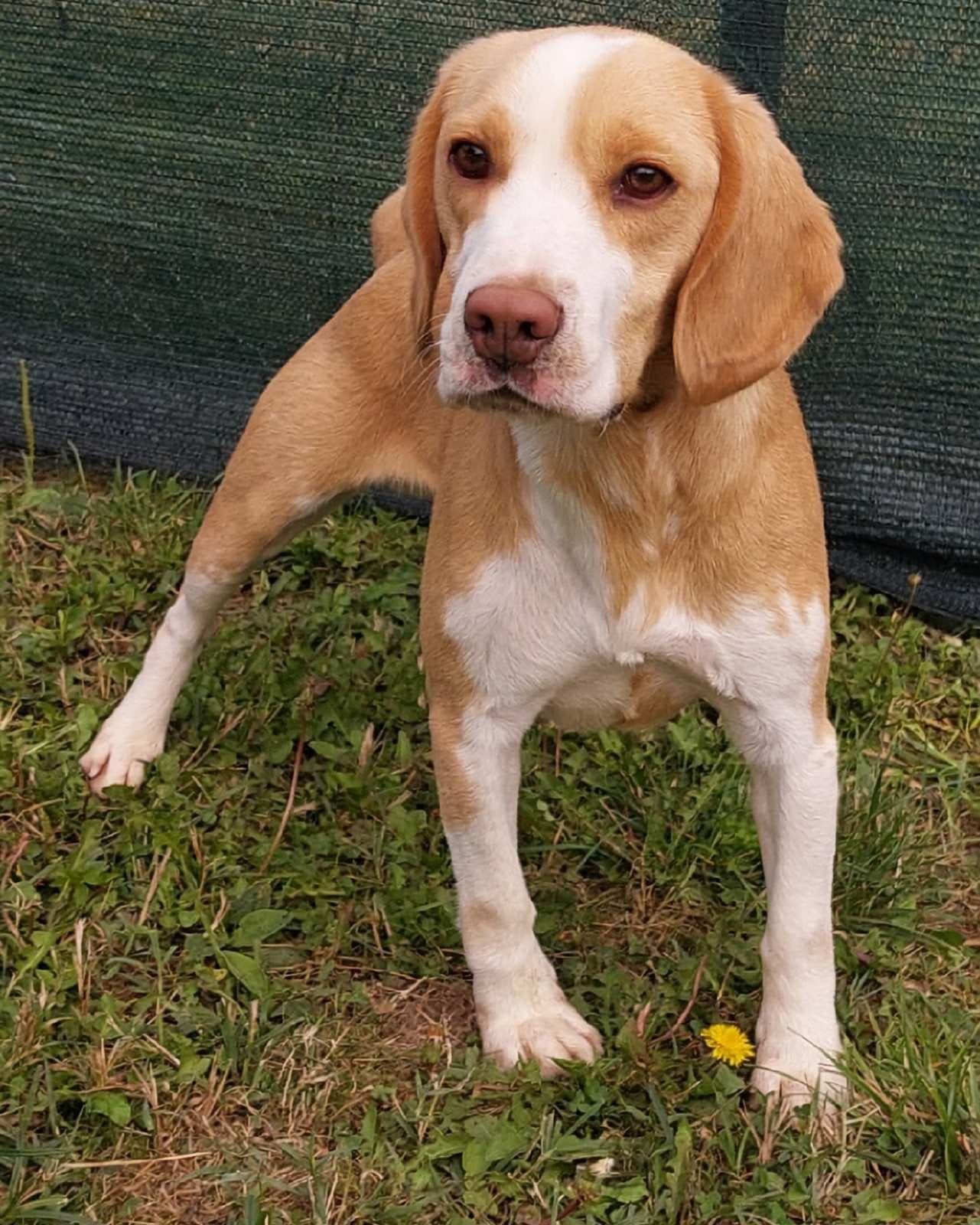 Leo ehe. Matti (SRB), Rüde, 3 Jahre