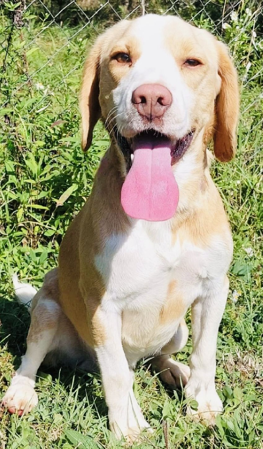 Leo ehe. Matti (SRB), Rüde, 3 Jahre