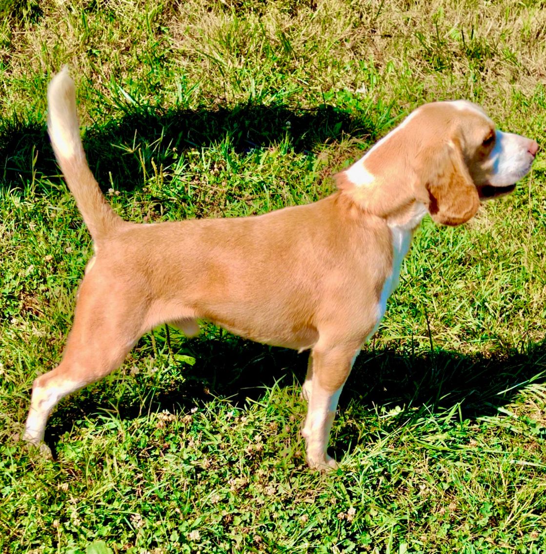 Leo ehe. Matti (SRB), Rüde, 3 Jahre