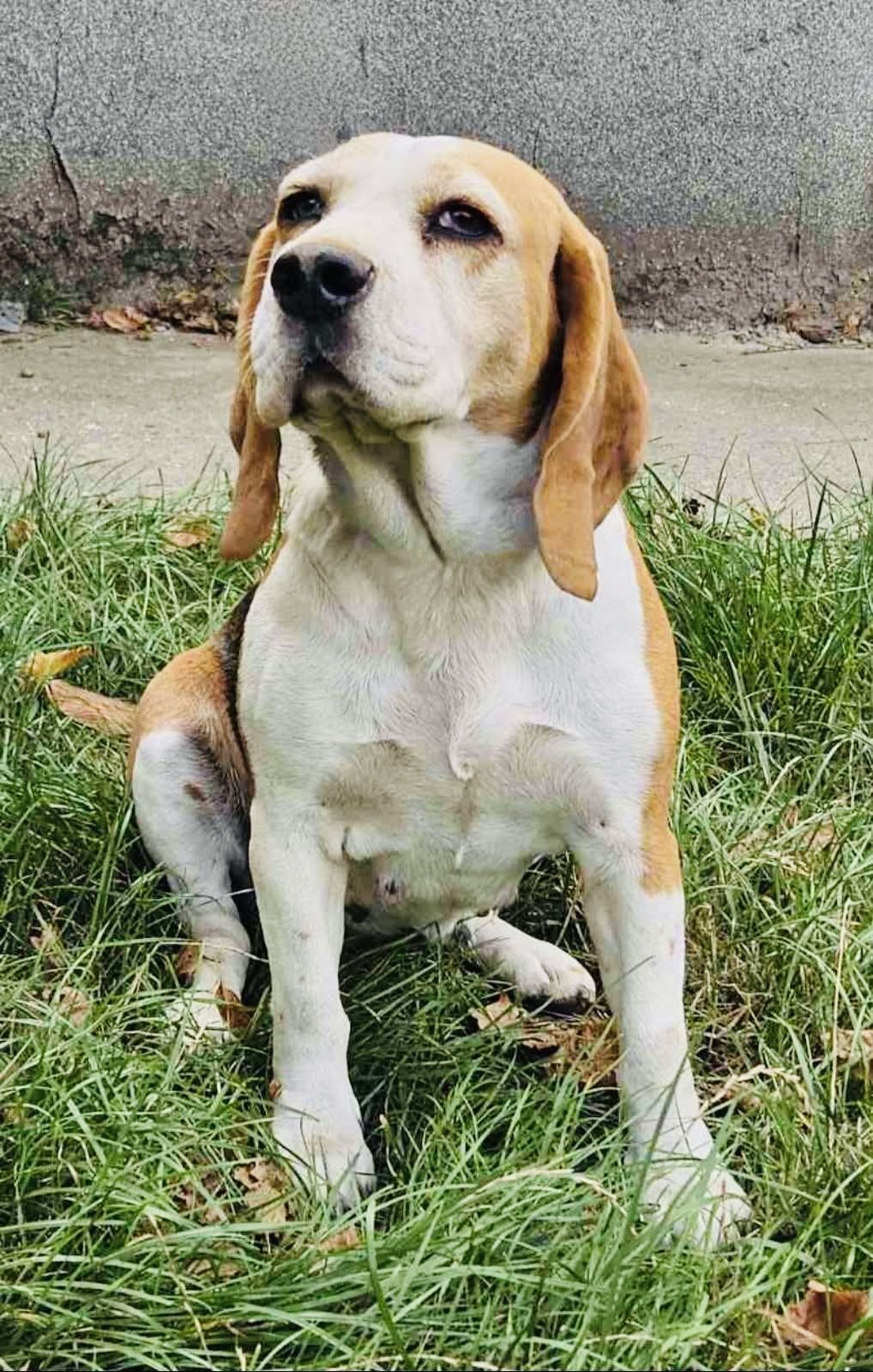 Rita ehem. Zara (SRB), Hündin, 3 Jahre