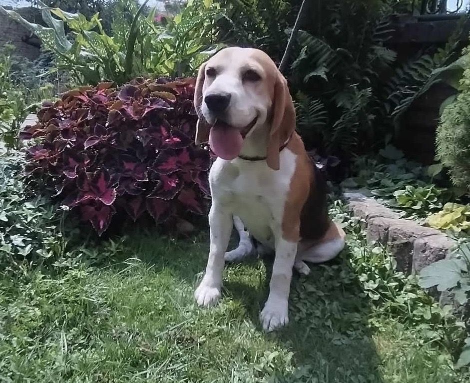 Rita ehem. Zara (SRB), Hündin, 3 Jahre